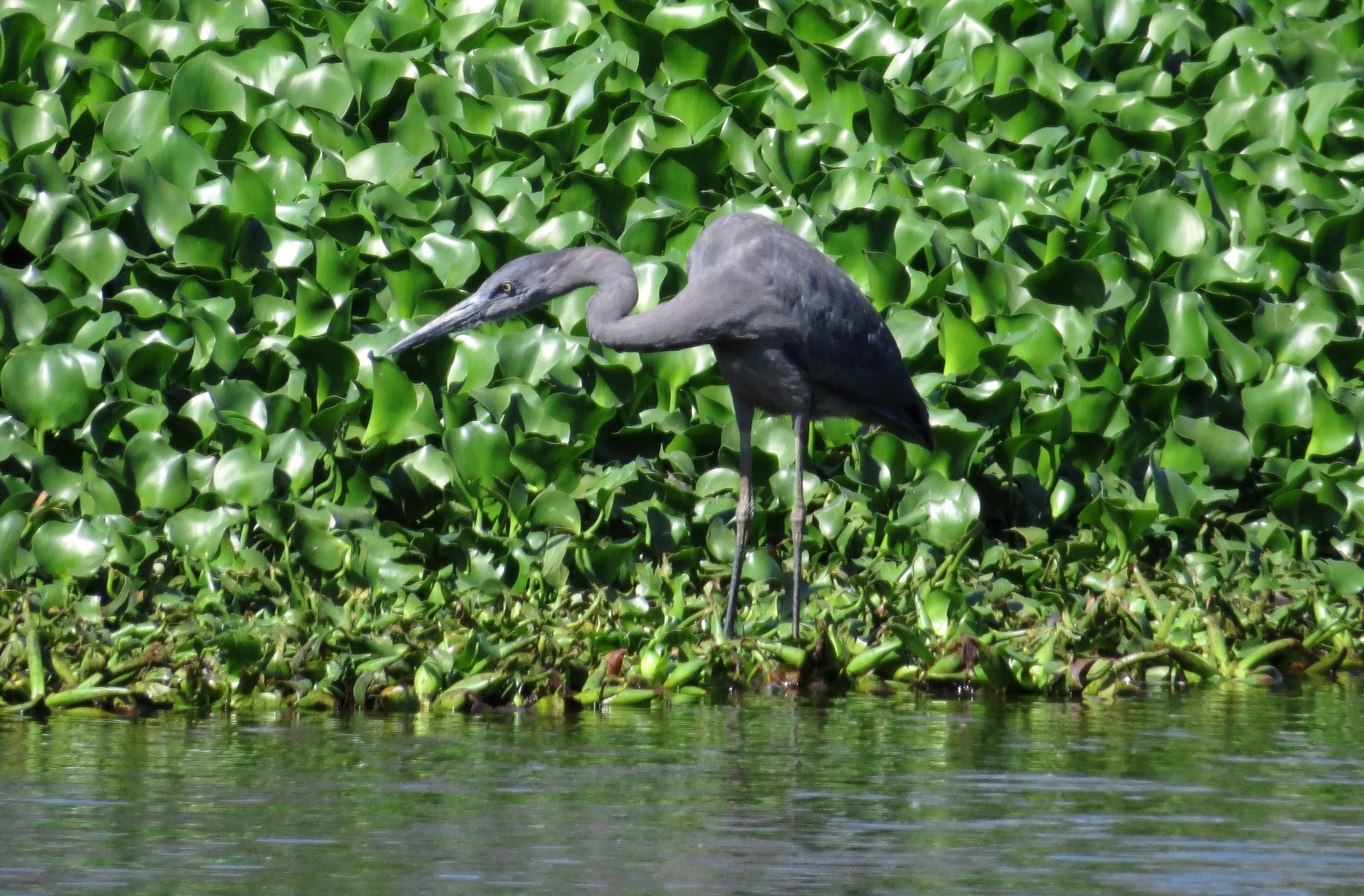 Humblot's Heron illustration