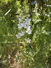 Delphinium leucophaeum