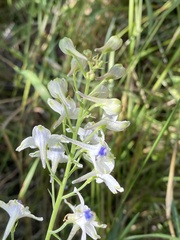 Delphinium leucophaeum