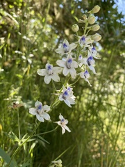 Delphinium leucophaeum