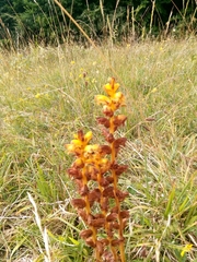Orobanche gracilis