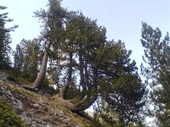 Pinus heldreichii