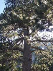 Pinus heldreichii