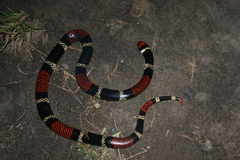 Micrurus surinamensis