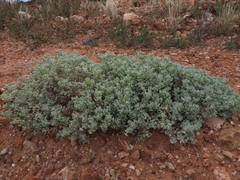 Atriplex holocarpa