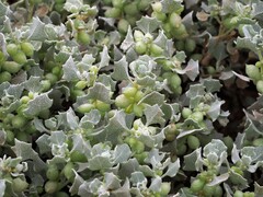 Atriplex holocarpa