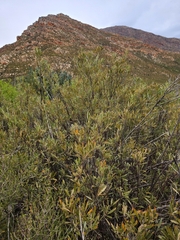 Searsia angustifolia