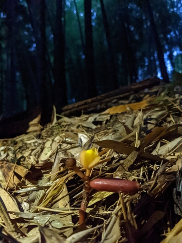 Cyrtosia taiwanica