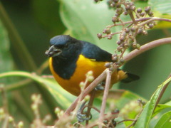 Euphonia rufiventris