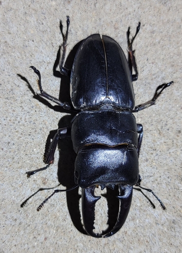 Serrognathus titanus platymelus