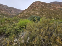 Searsia angustifolia