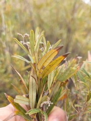Searsia angustifolia