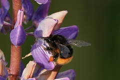Bombus wurflenii
