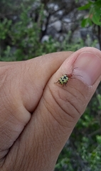 Chrysogramma septempunctata
