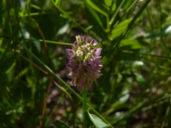 Polygala brevifolia