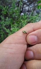 Chrysogramma septempunctata