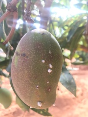 Ceratitis cosyra