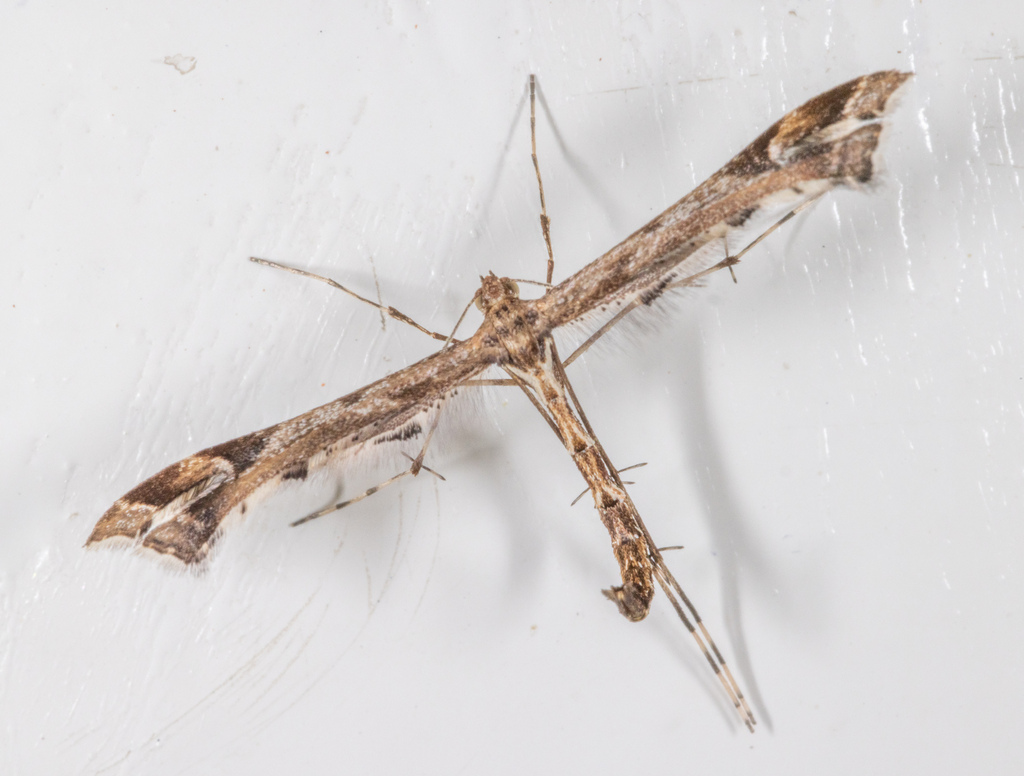 Beautiful Plume Moth, photo 1 of 8