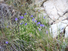 Campanula carnica