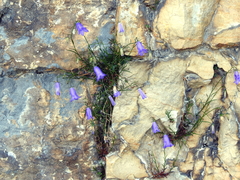 Campanula carnica