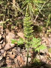 Equisetum arvense