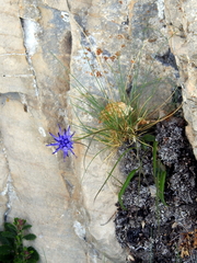 Phyteuma scheuchzeri