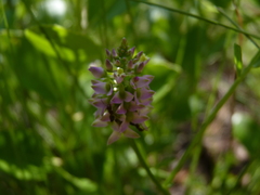 Polygala brevifolia