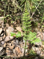 Equisetum arvense