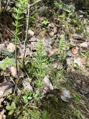 Equisetum arvense