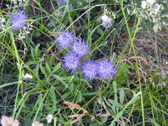 Phyteuma scheuchzeri