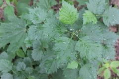 Crataegus flabellata