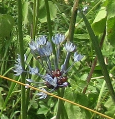 Allium caeruleum