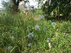 Allium caeruleum