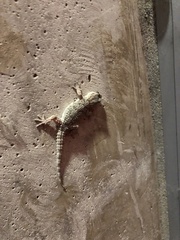 Tarentola mauritanica