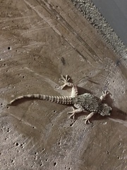 Tarentola mauritanica