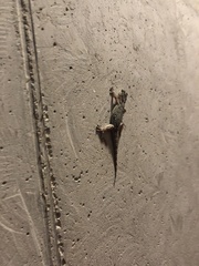 Tarentola mauritanica