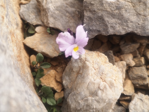 Viola striis-notata