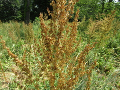 Rumex thianschanicus