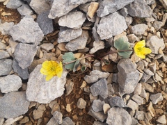 Ranunculus brevifolius