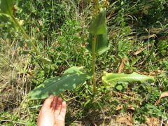 Rumex thianschanicus
