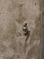 Tarentola mauritanica