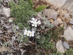 Arabis bryoides