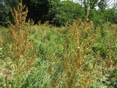 Rumex thianschanicus