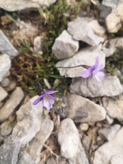 Viola striis-notata