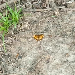 Byblia anvatara crameri