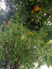 Barringtonia acutangula