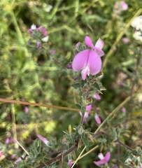 Ononis spinosa