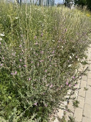 Ononis spinosa
