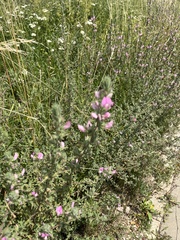 Ononis spinosa