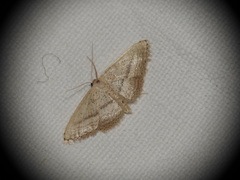 Idaea mediaria